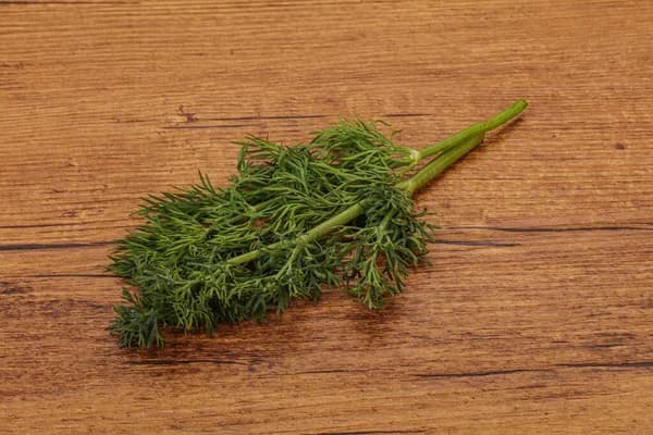 Dill — Herbs illustration