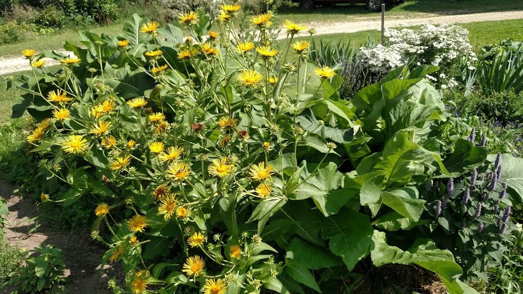 Elecampane — Herbs illustration