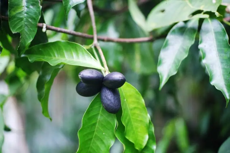 Elemi — Herbs illustration