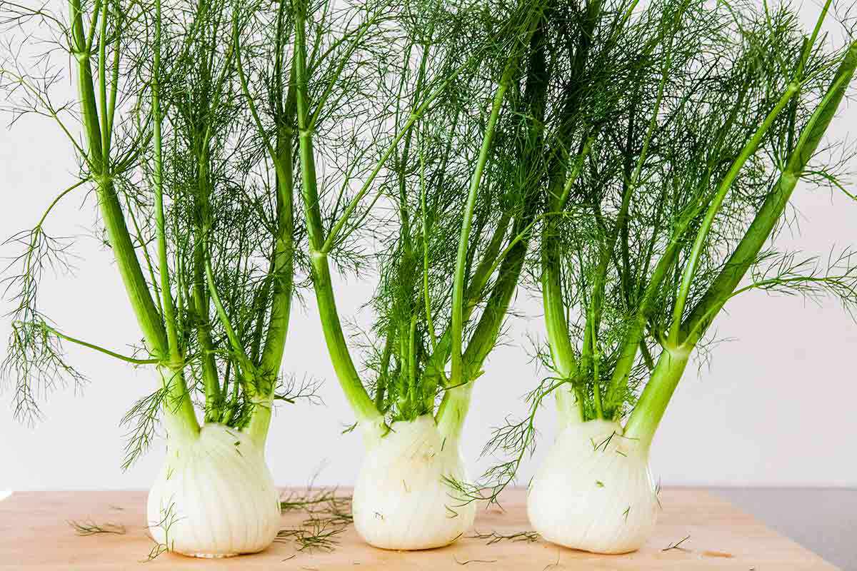 Fennel — Herbs illustration