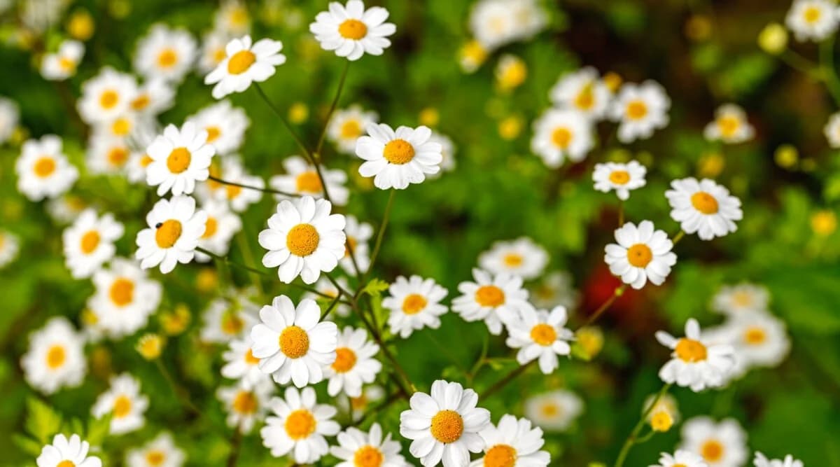 Feverfew — Herbs illustration