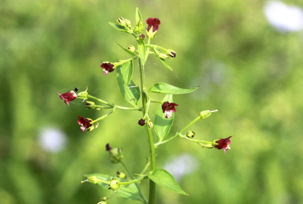 Figwort — Herbs illustration