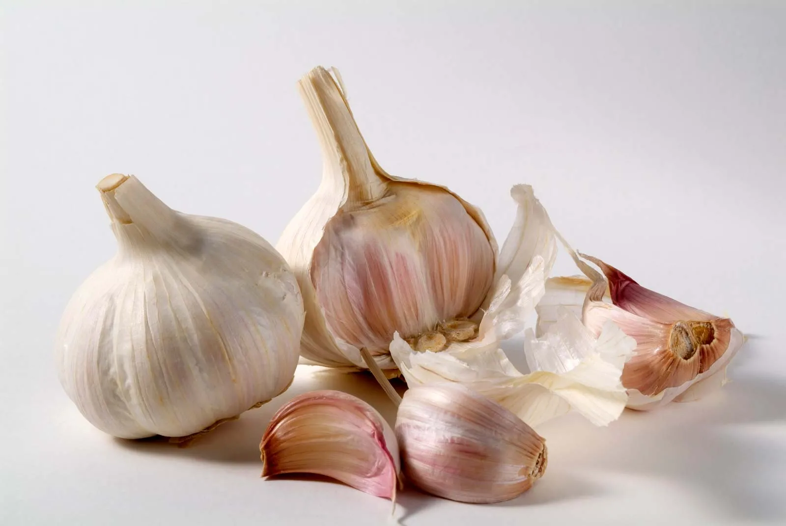 Garlic — Herbs illustration