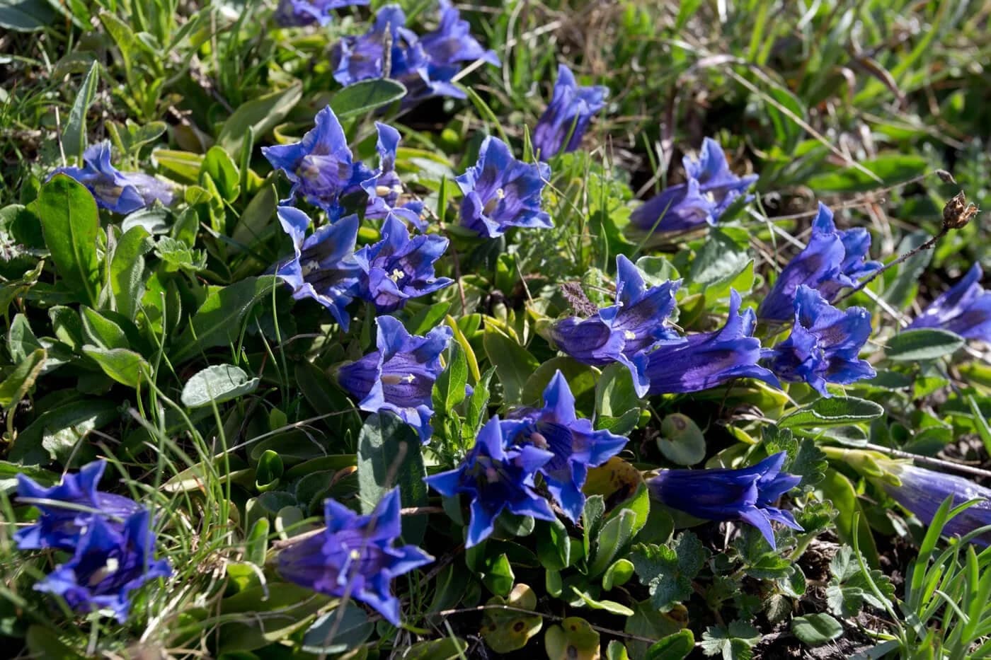 Gentian — Herbs illustration