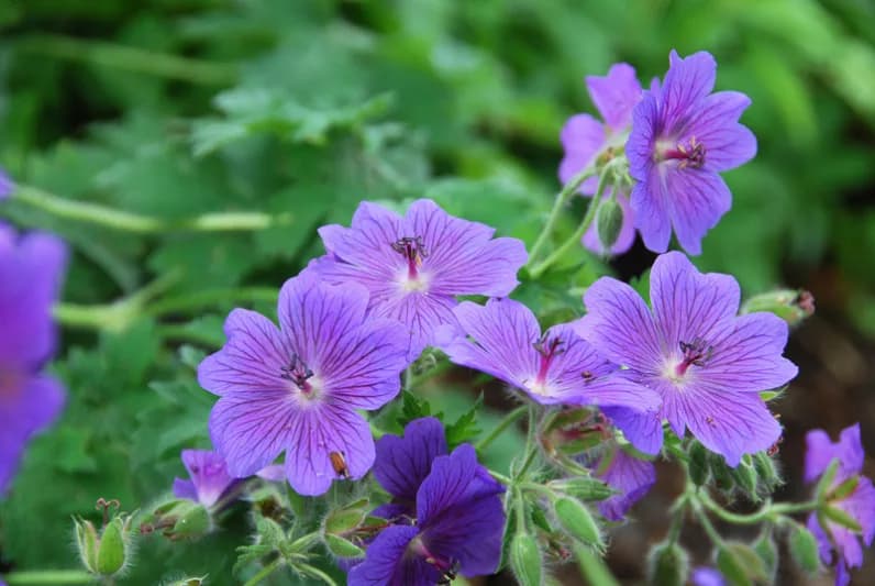 Geranium — Herbs illustration