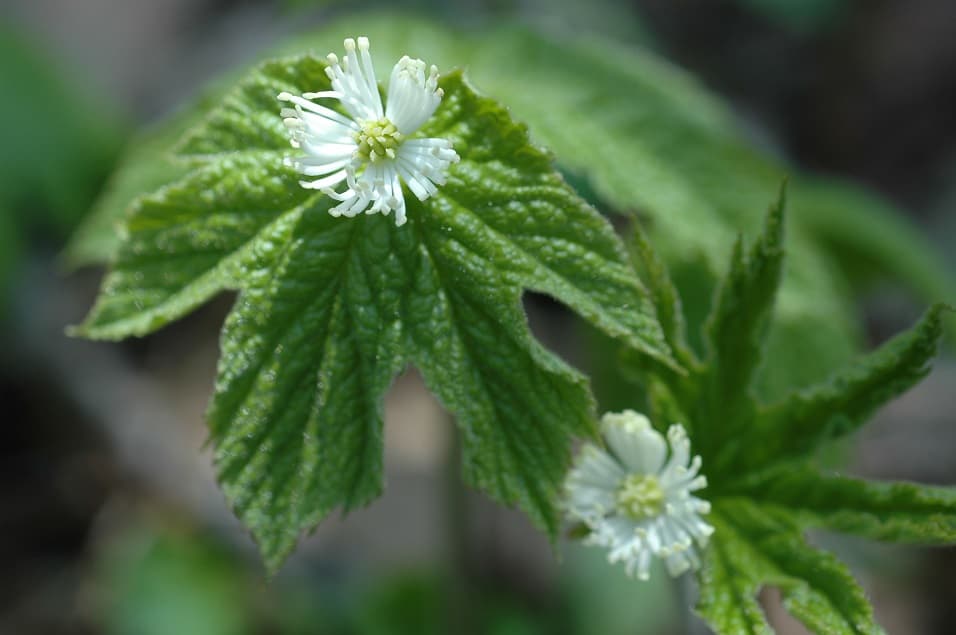 Goldenseal — Herbs illustration