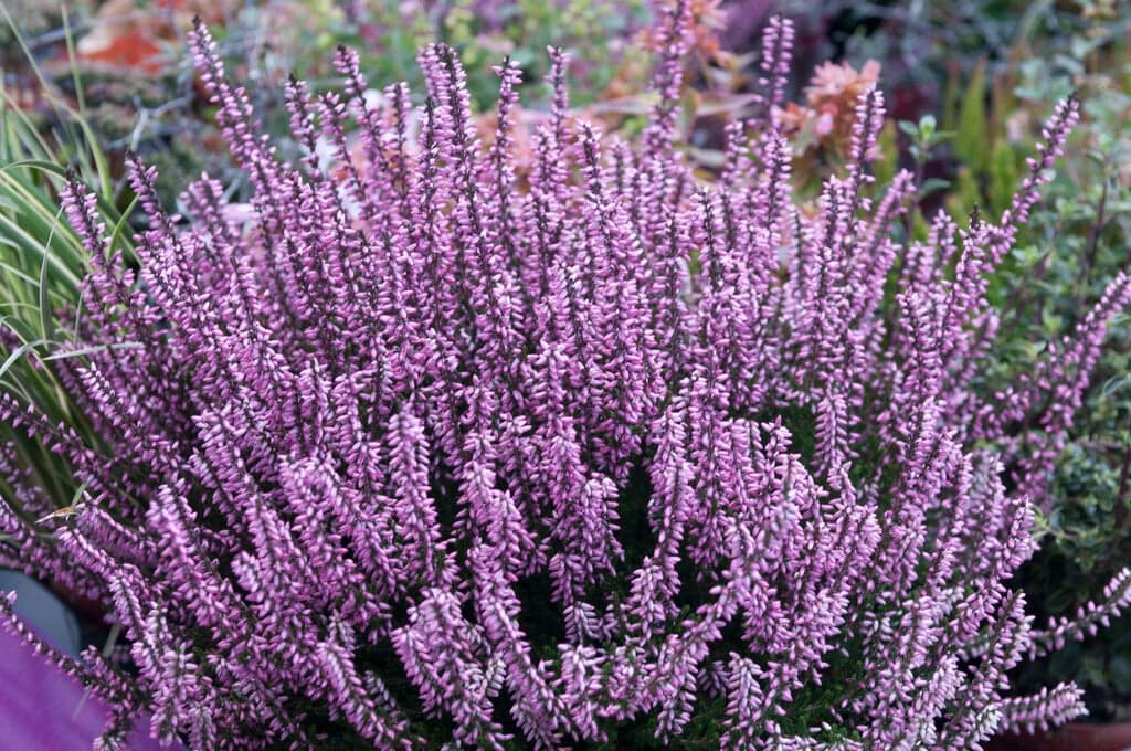 Heather — Herbs illustration