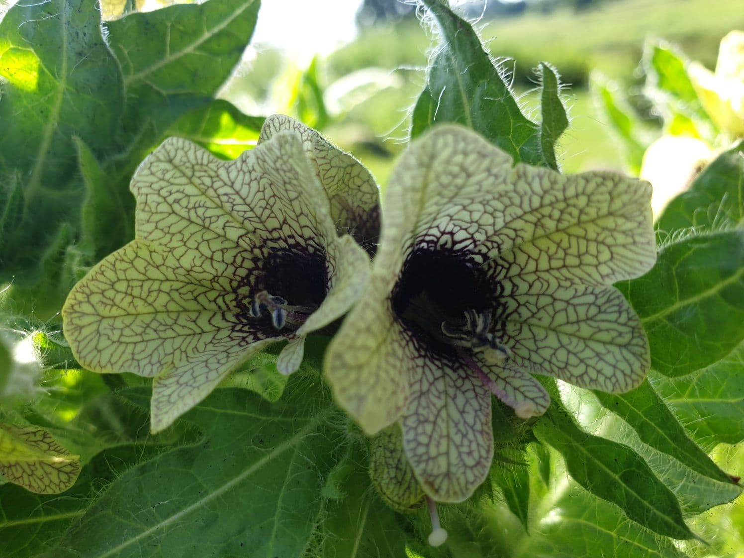 Henbane — Herbs illustration