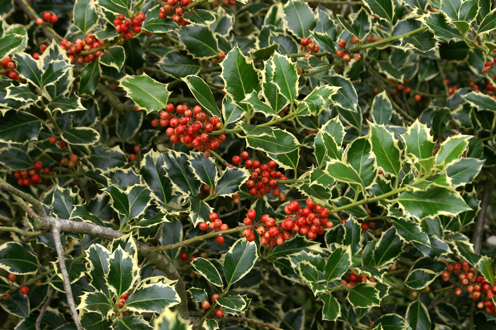 Holly — Herbs illustration