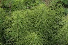 Horsetail — Herbs illustration