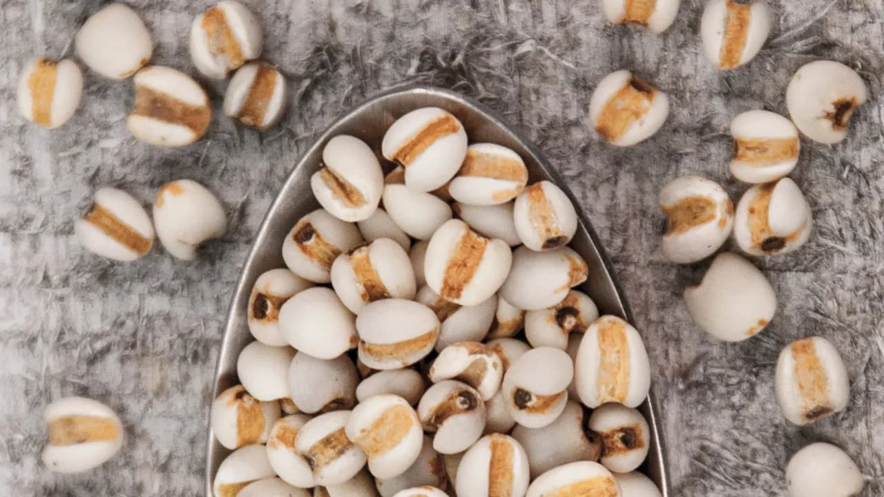 Job's Tears — Herbs illustration