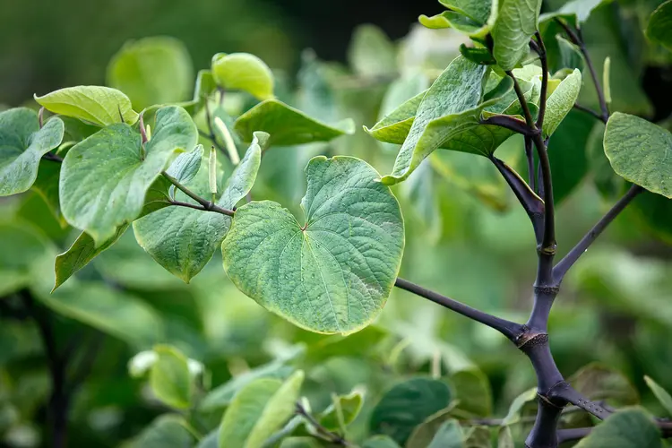 Kava Kava — Herbs illustration