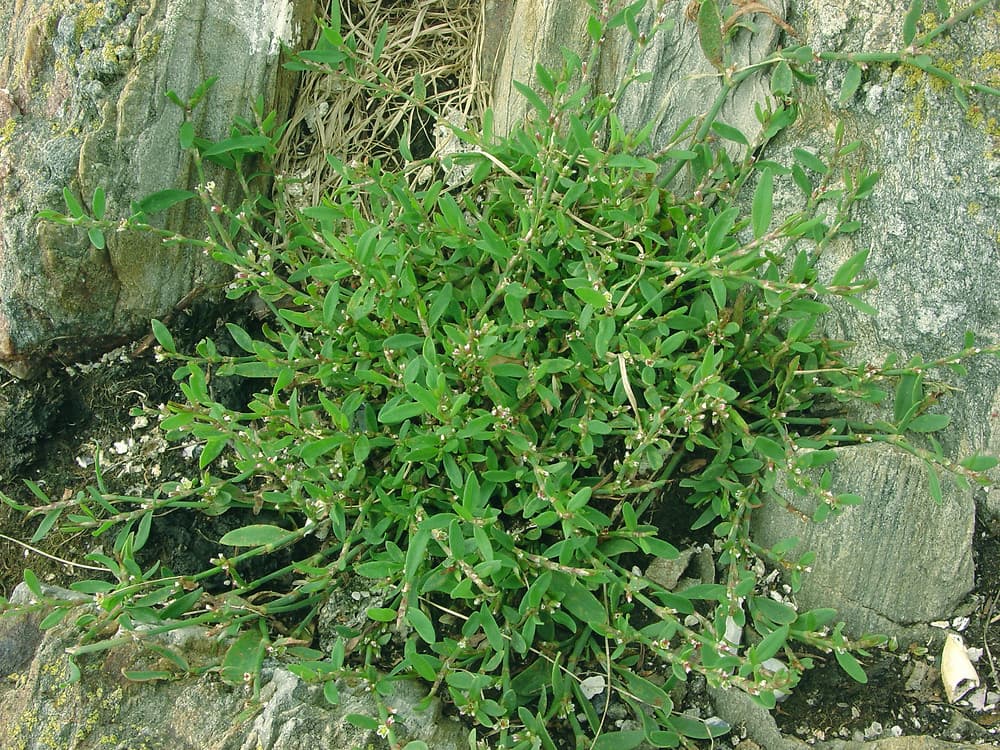 Knotweed — Herbs illustration