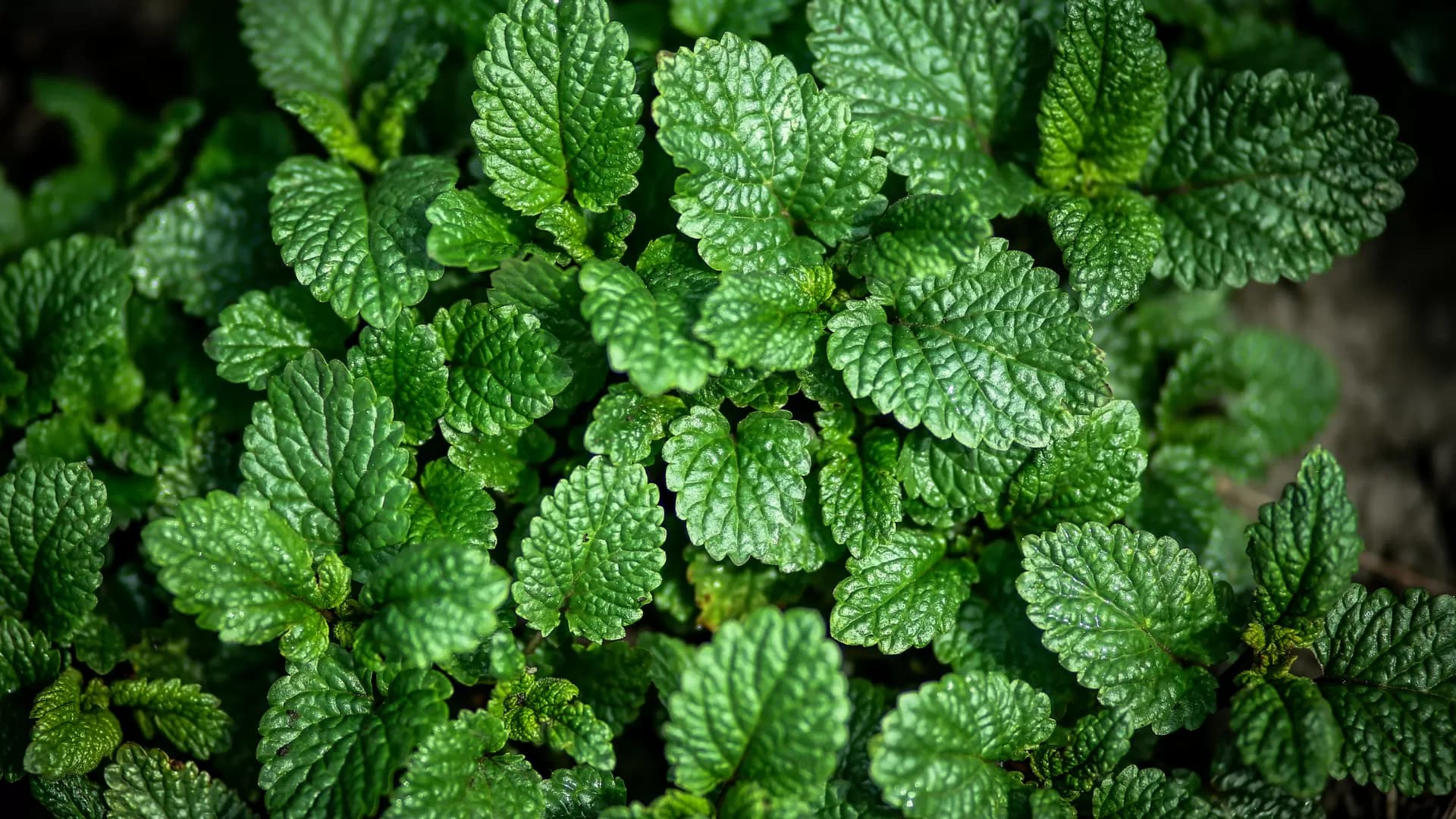 Lemon Balm — Herbs illustration
