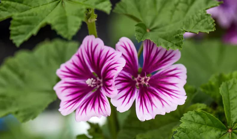 Mallow — Herbs illustration