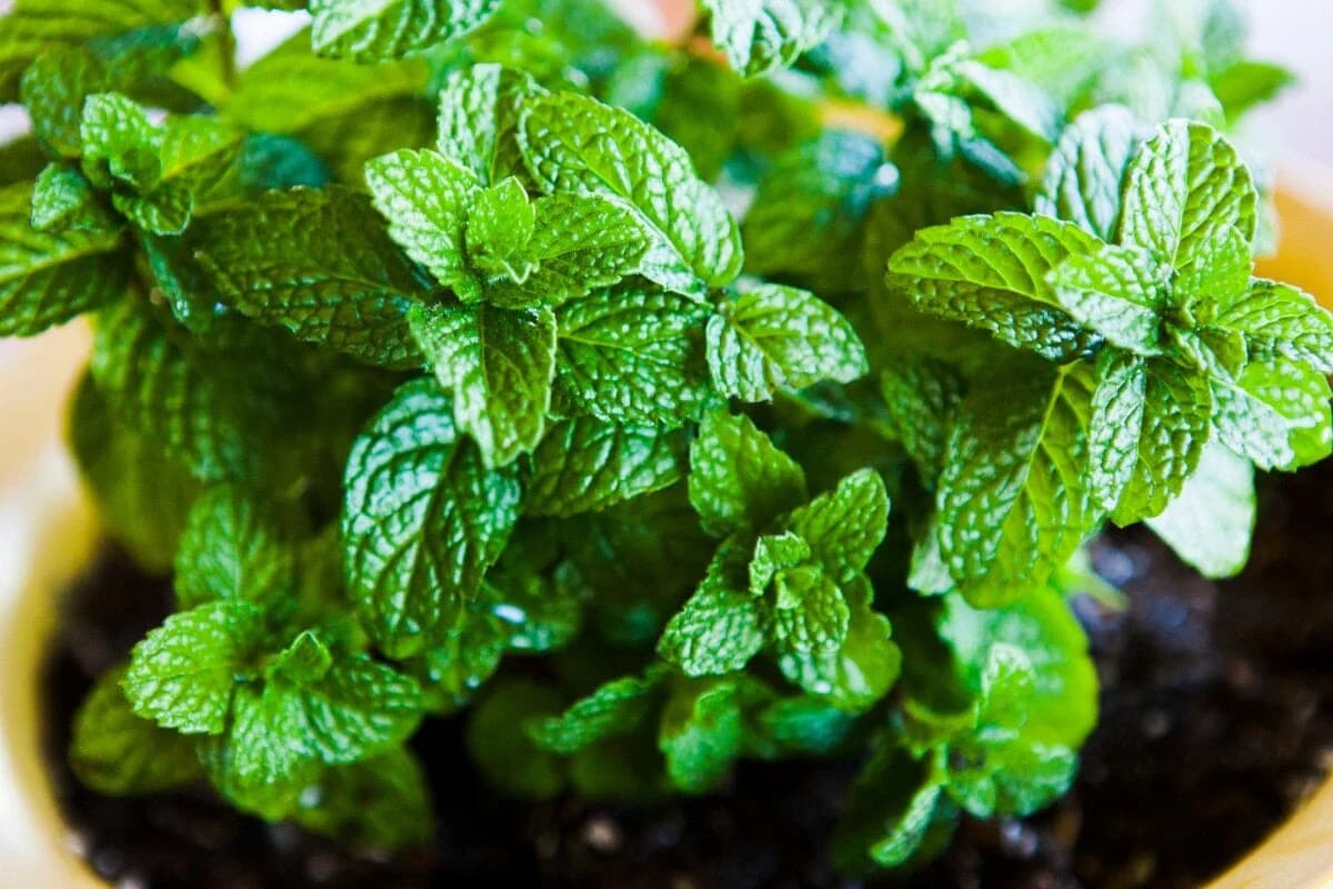 Mint (general) — Herbs illustration