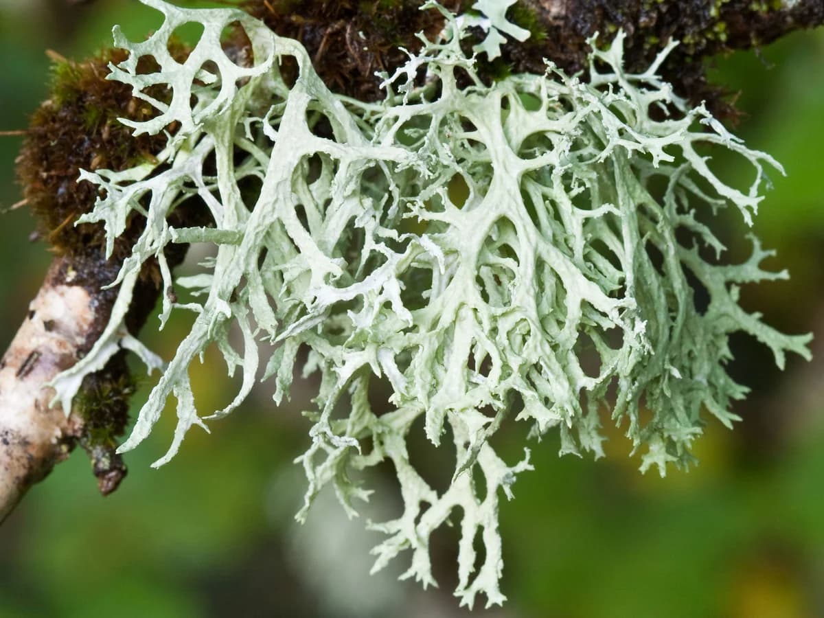 Oakmoss — Herbs illustration