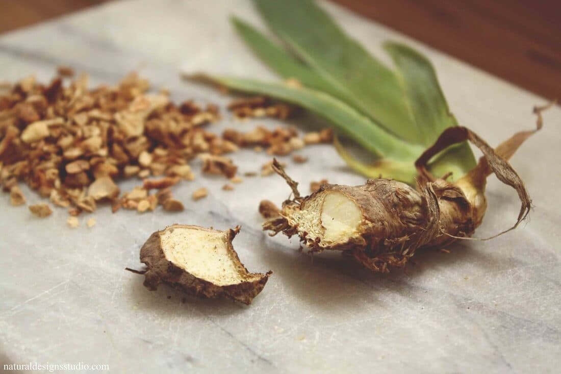 Orris Root — Herbs illustration