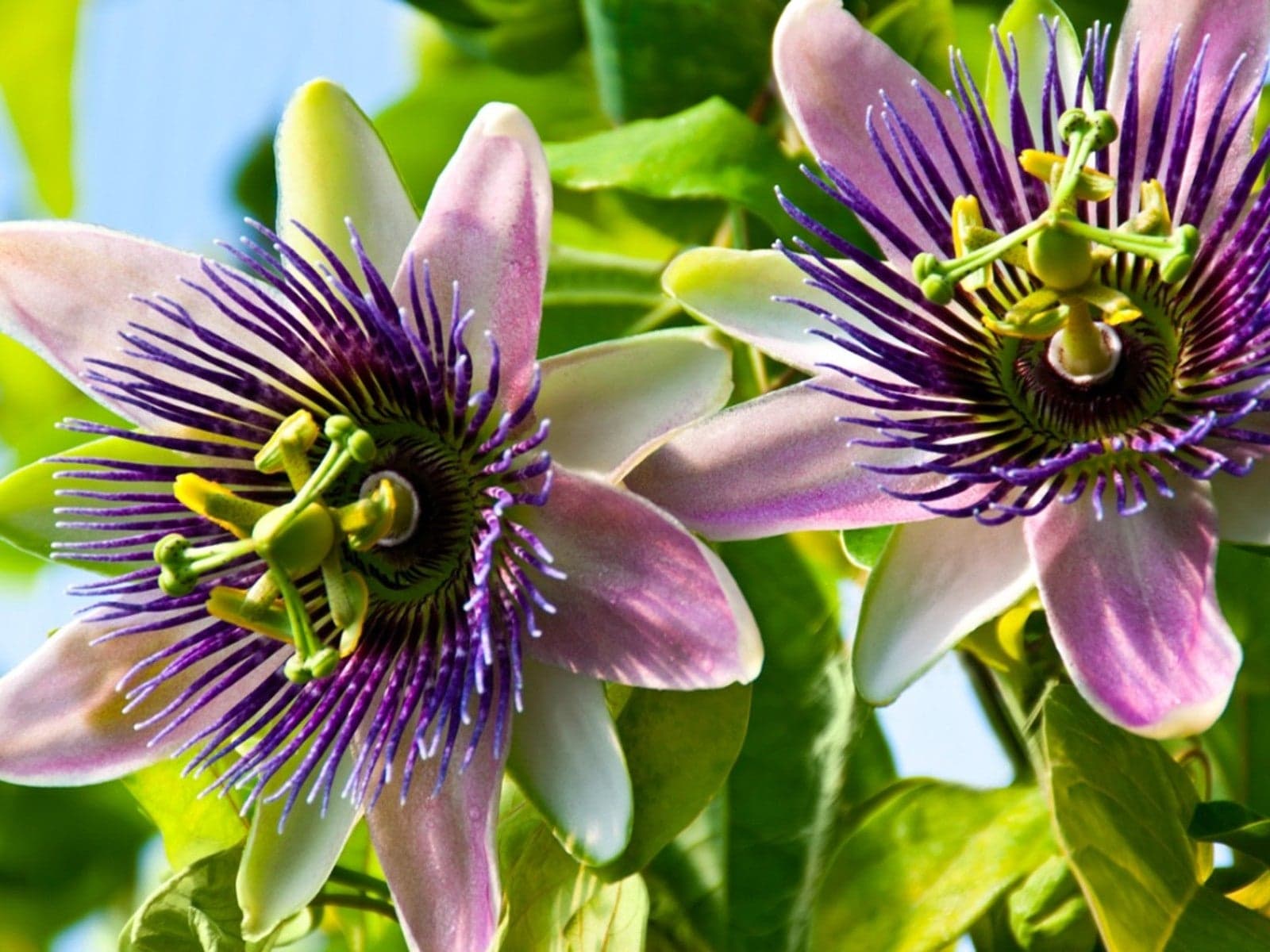 Passionflower — Herbs illustration