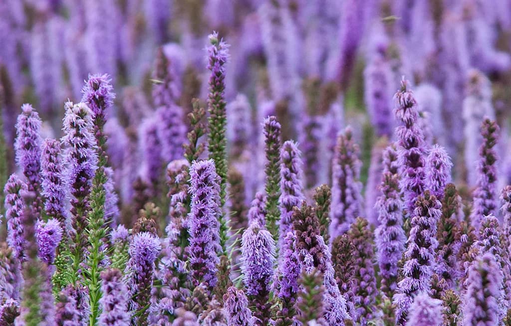 Patchouli — Herbs illustration