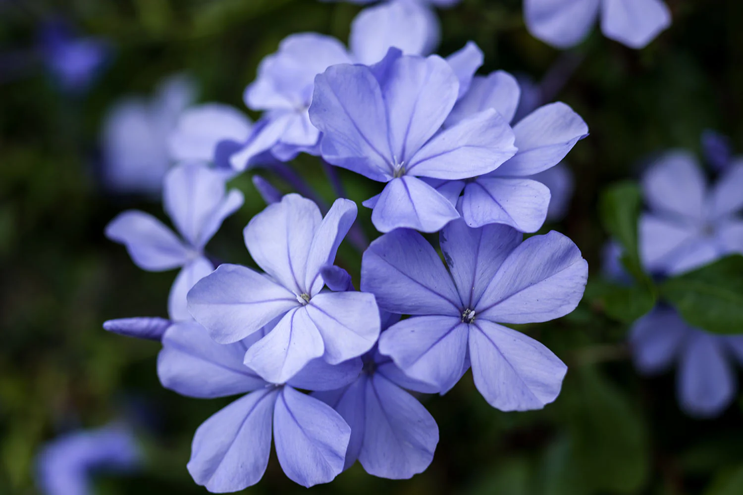 Periwinkle — Herbs illustration