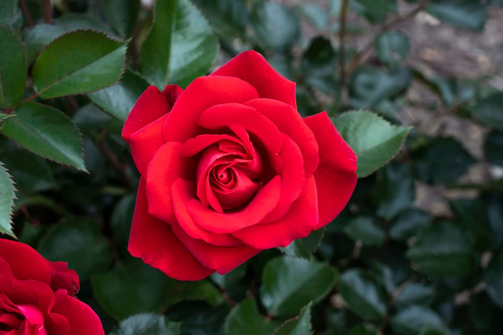 Rose — Herbs illustration