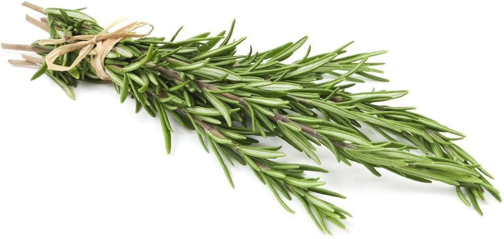Rosemary — Herbs illustration