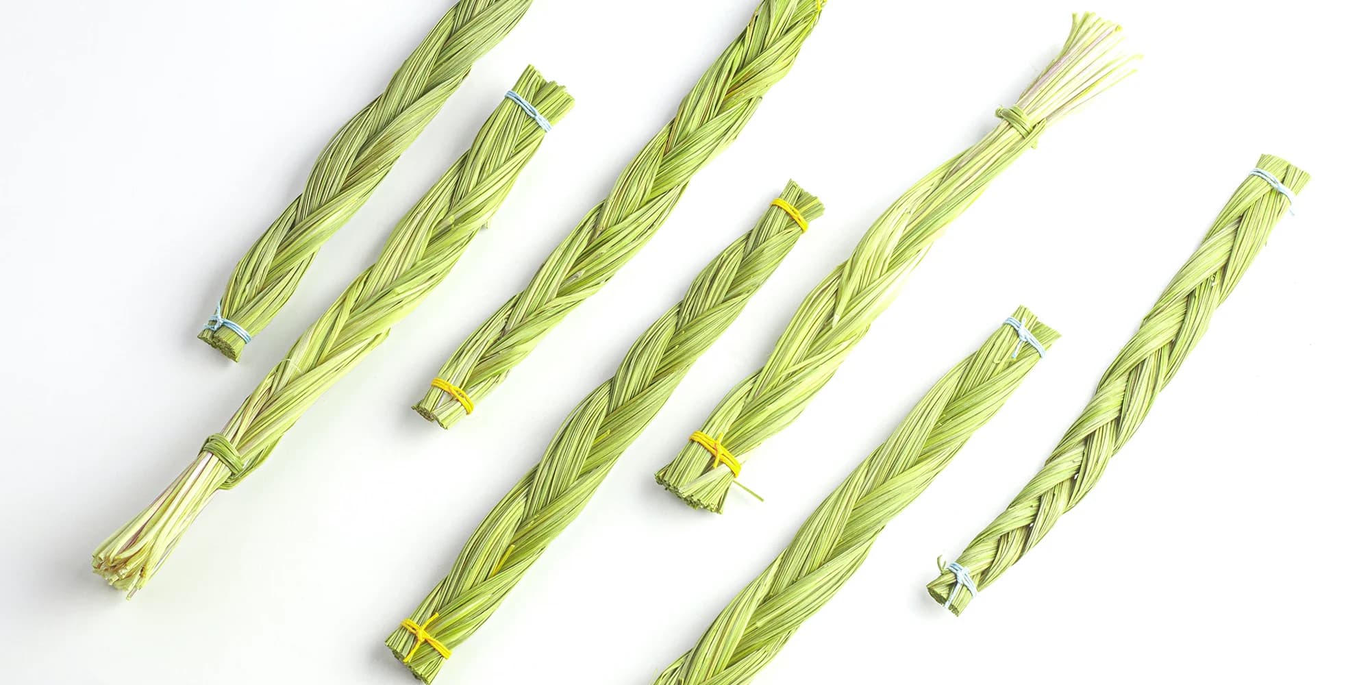 Sweetgrass — Herbs illustration