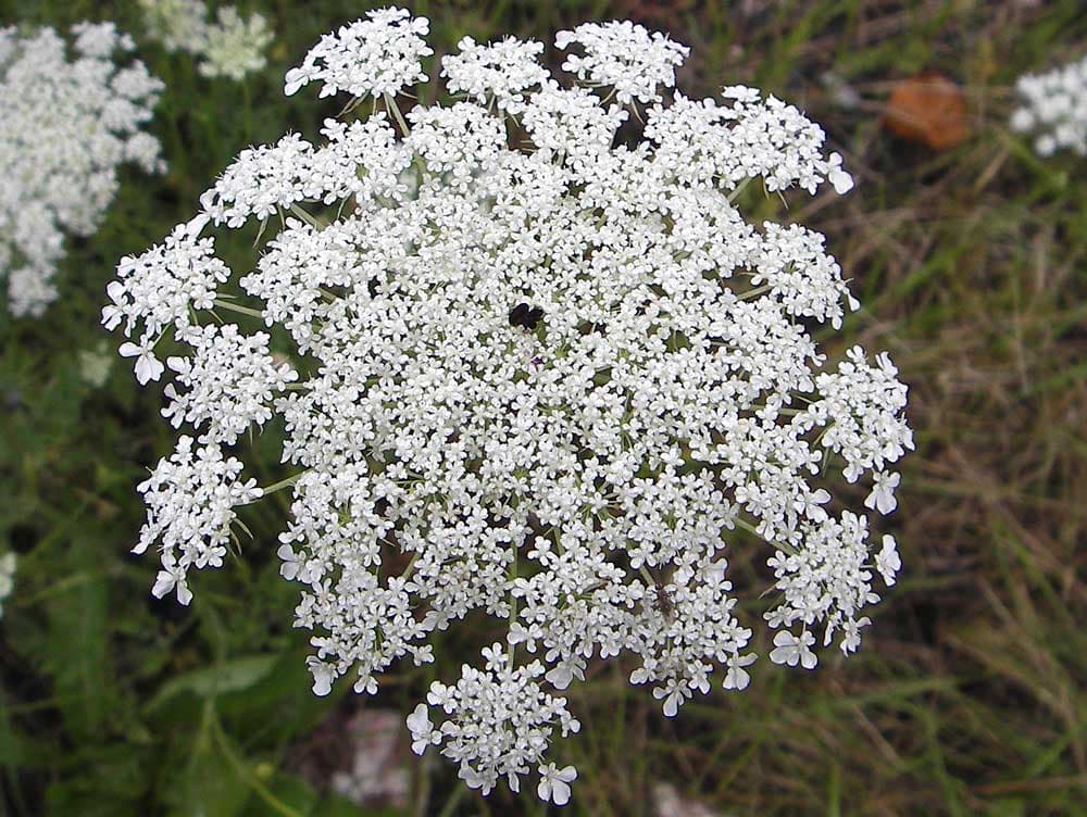 Umbel — Herbs illustration