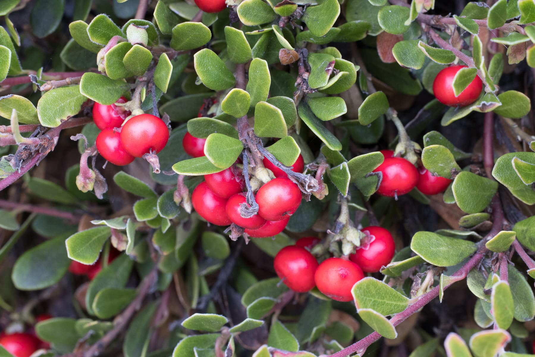 Uva Ursi — Herbs illustration