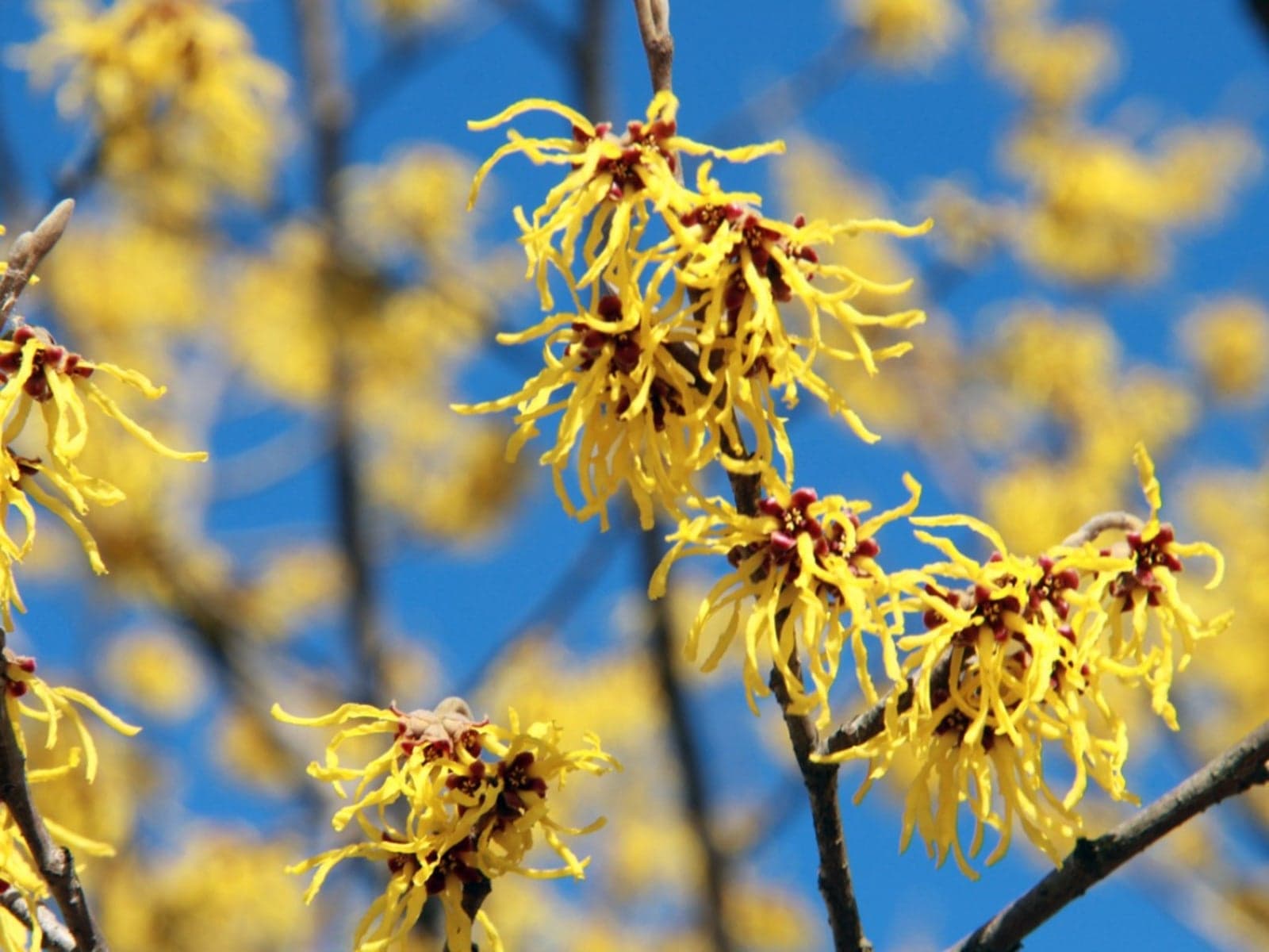 Witch Hazel — Herbs illustration
