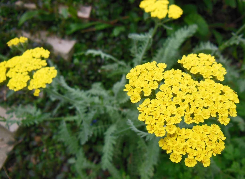 Yarrow — Herbs illustration