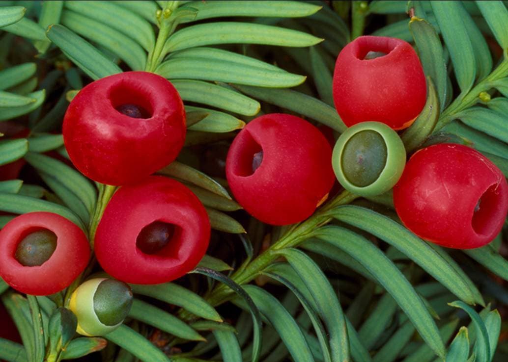 Yew — Herbs illustration