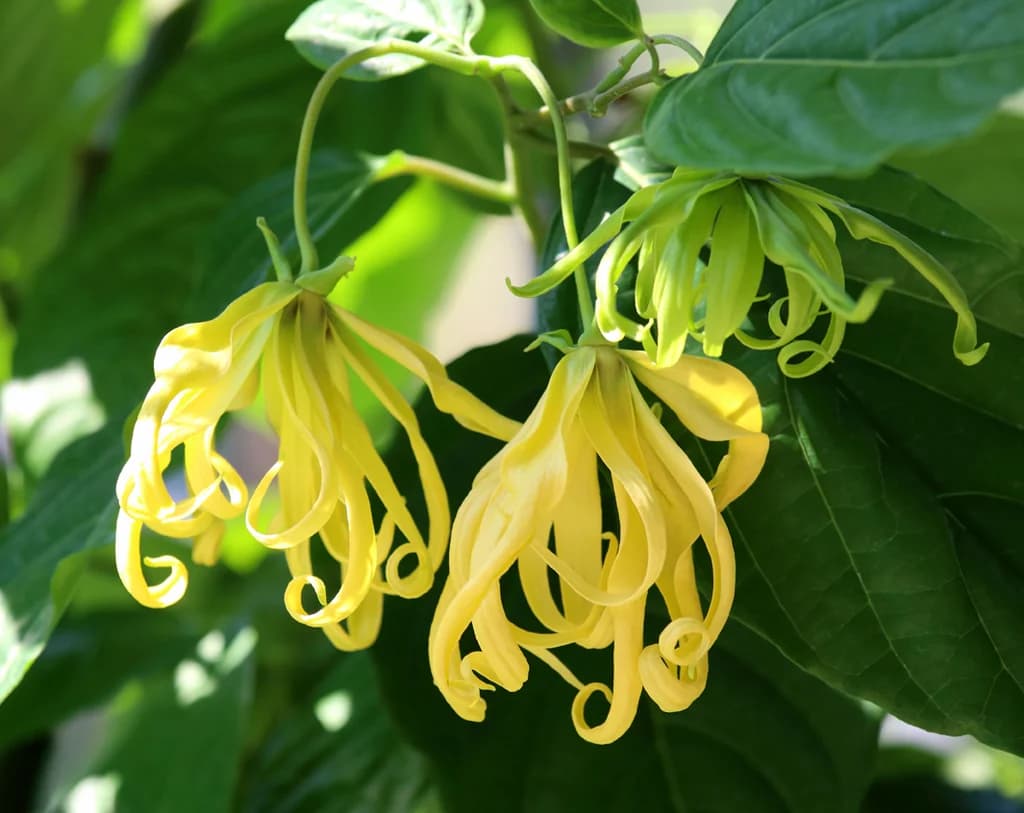 Ylang Ylang — Herbs illustration