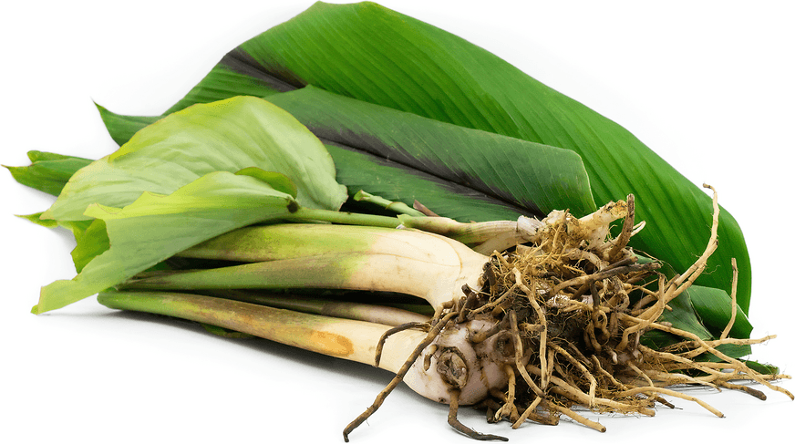 Zedoary — Herbs illustration